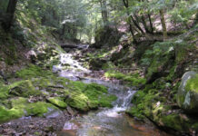 Groups fight to keep 16,000 acres of national forest in Michigan road-free
