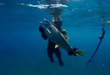 Goose-gassing, spearfishing among Michigan outdoors policy changes in 2025