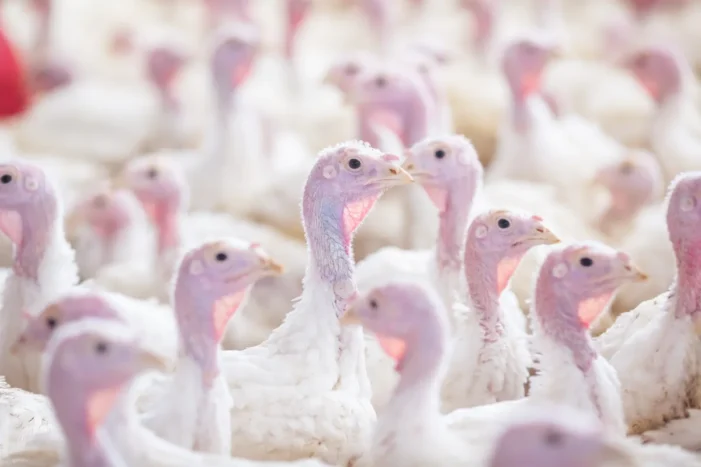 Turkey prices up for Thanksgiving. Blame bird flu, which hit Michigan