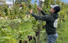 Migrant farm work has boomed in Michigan. The feds just cut workers’ pay