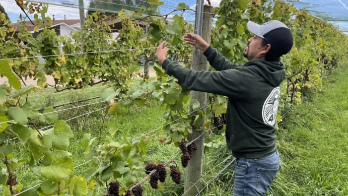 Migrant farm work has boomed in Michigan. The feds just cut workers’ pay