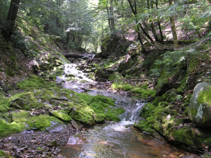 Groups fight to keep 16,000 acres of national forest in Michigan road-free
