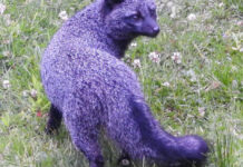 DNR shares photos of unique gray fox. Why it looks purple