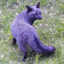 DNR shares photos of unique gray fox. Why it looks purple