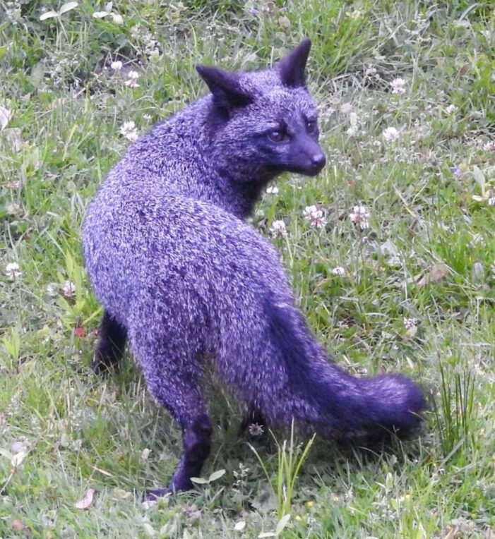 DNR shares photos of unique gray fox. Why it looks purple