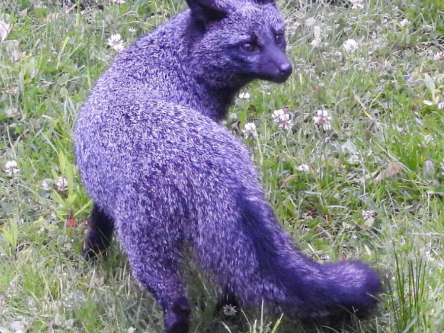 DNR shares photos of unique gray fox. Why it looks purple